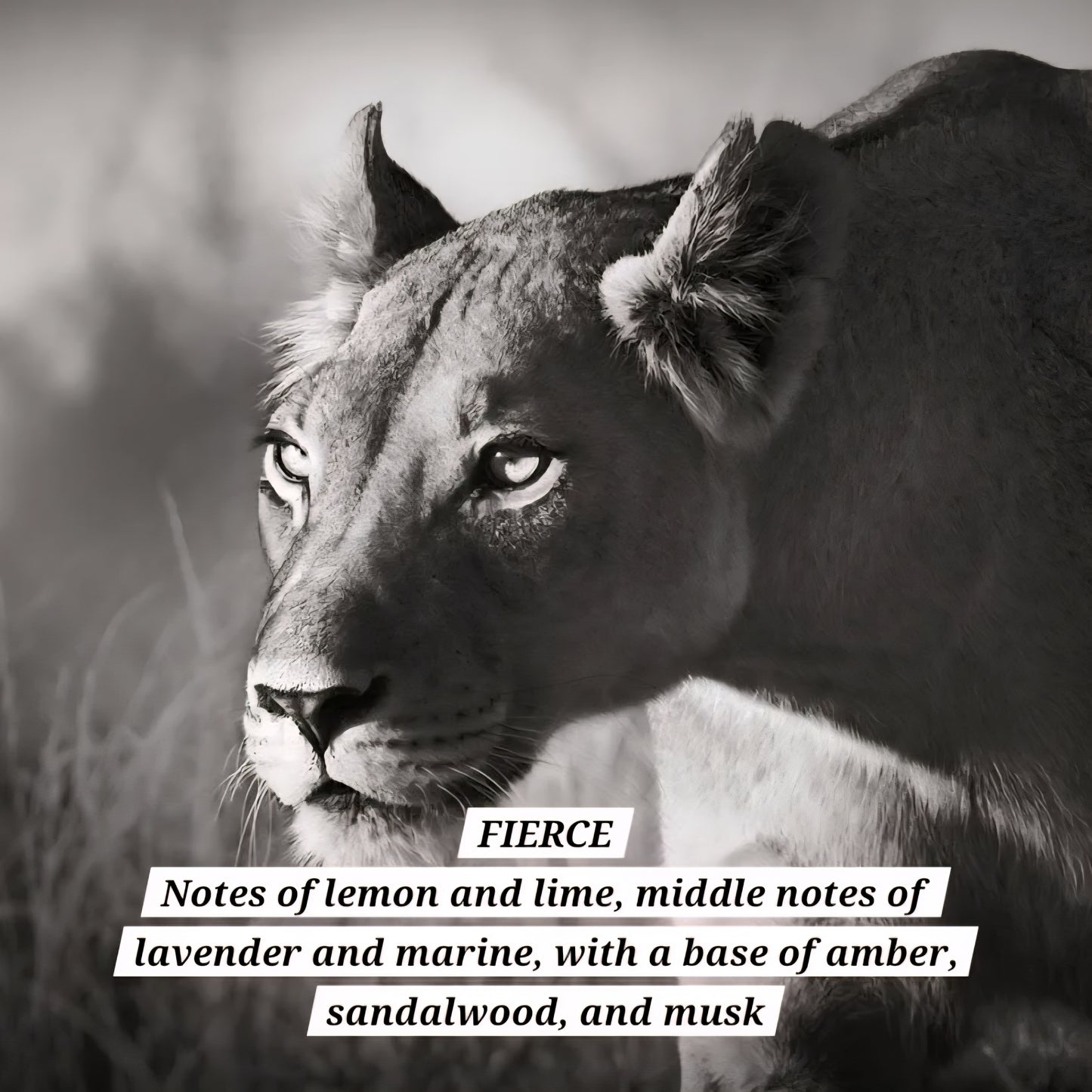 Roll-on Perfume Dupes